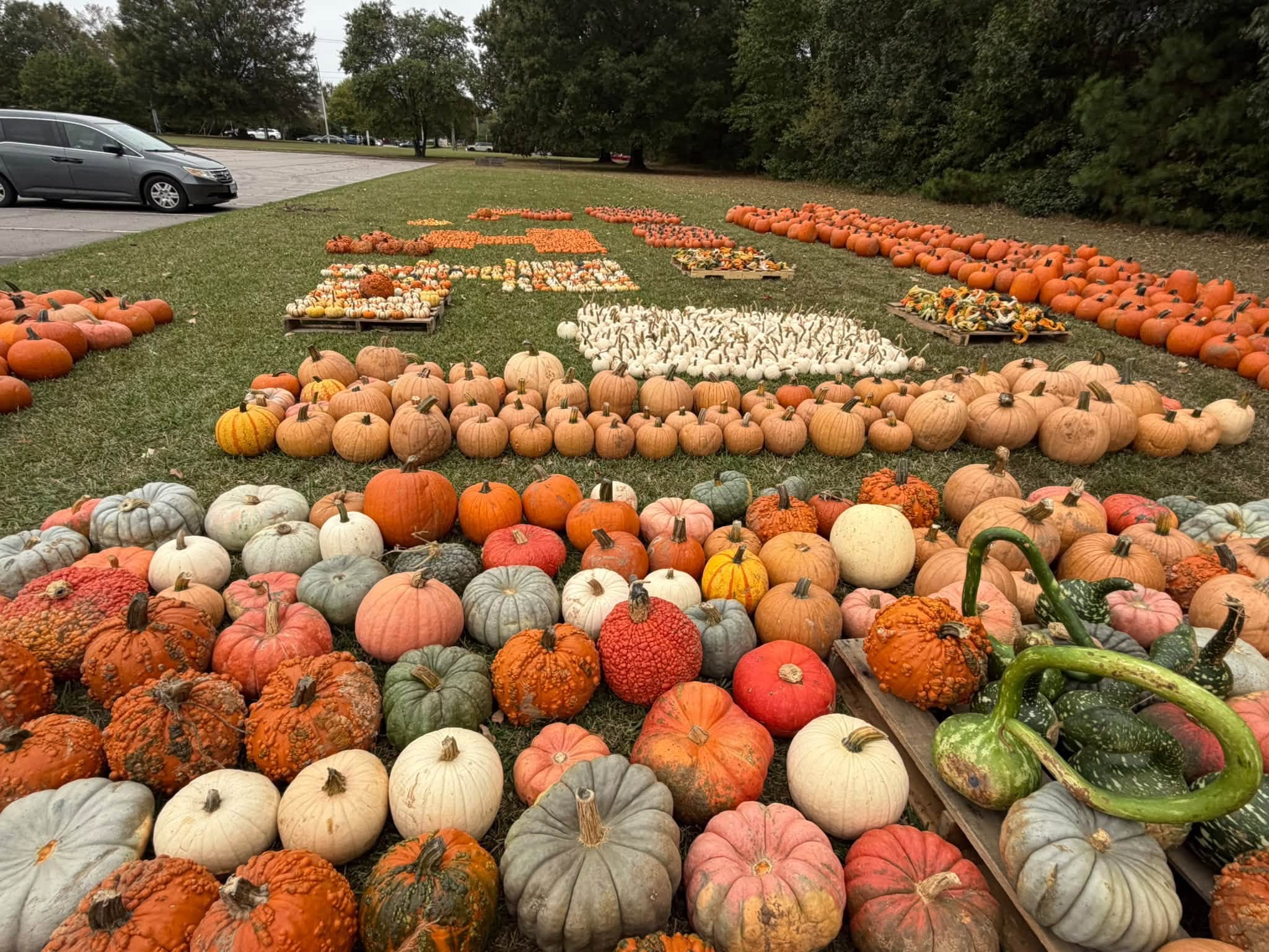 Variety of Pumpkins